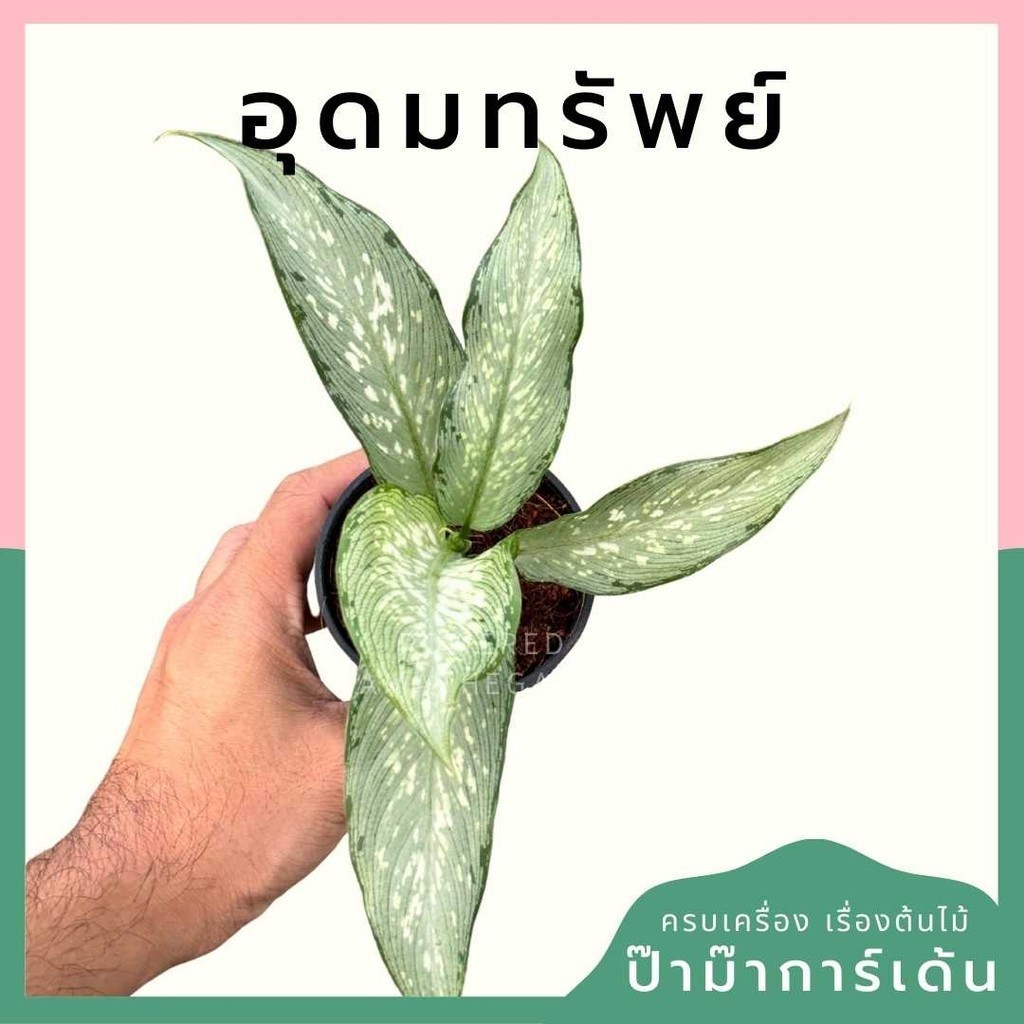 อุดมทรัพย์ กระถาง 3 นิ้ว ไม้มงคล
