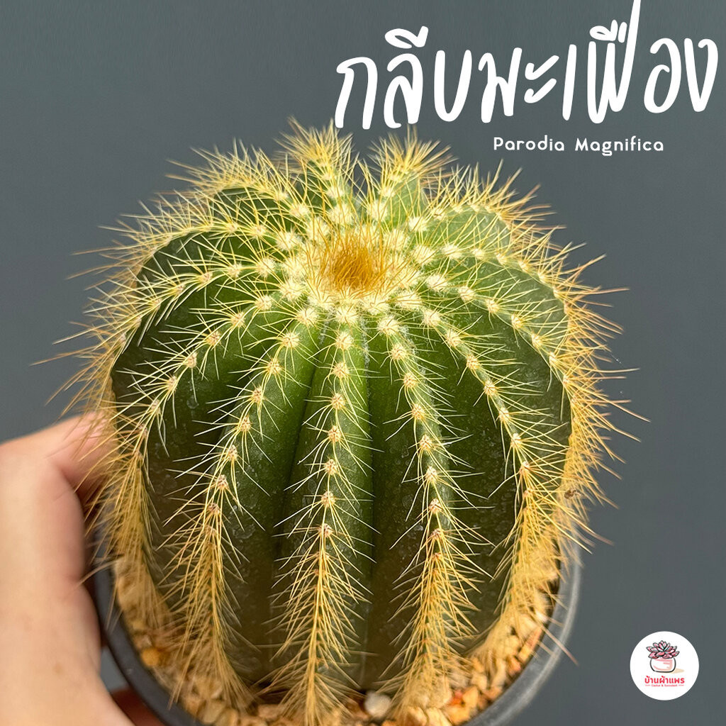 กลีบมะเฟือง Parodia Magnifica แคคตัส กระบองเพชร cactus&succulent