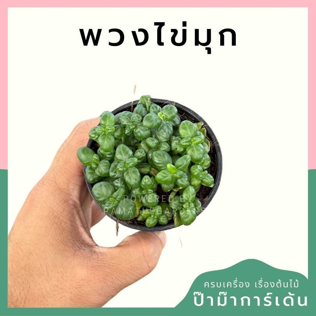 พวงไข่มุก ส่งพร้อมกระถาง   3 นิ้ว