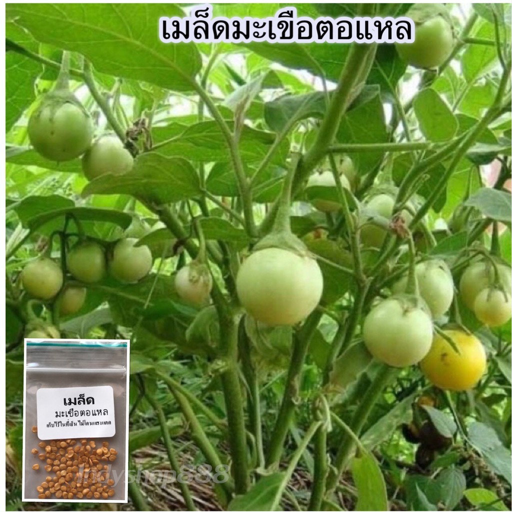มะเขือตอเเหล เมล็ดพันธุ์ 40-100 เมล็ด [10 แถม 1 คละได้ ]