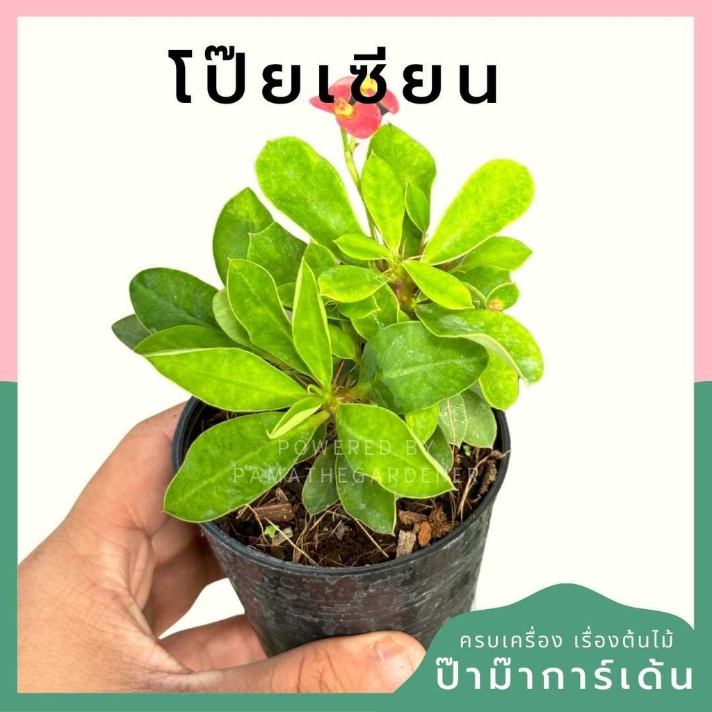 โป๊ยเซียนแคระ พร้อมกระถาง 3 นิ้ว