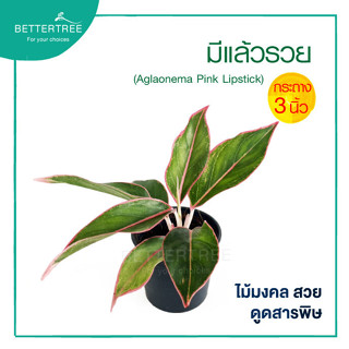 มีแล้วรวย กระถาง 3 นิ้ว ต้นไม้มงคล ต้นไม้ฟอกอากาศ ต้นไม้