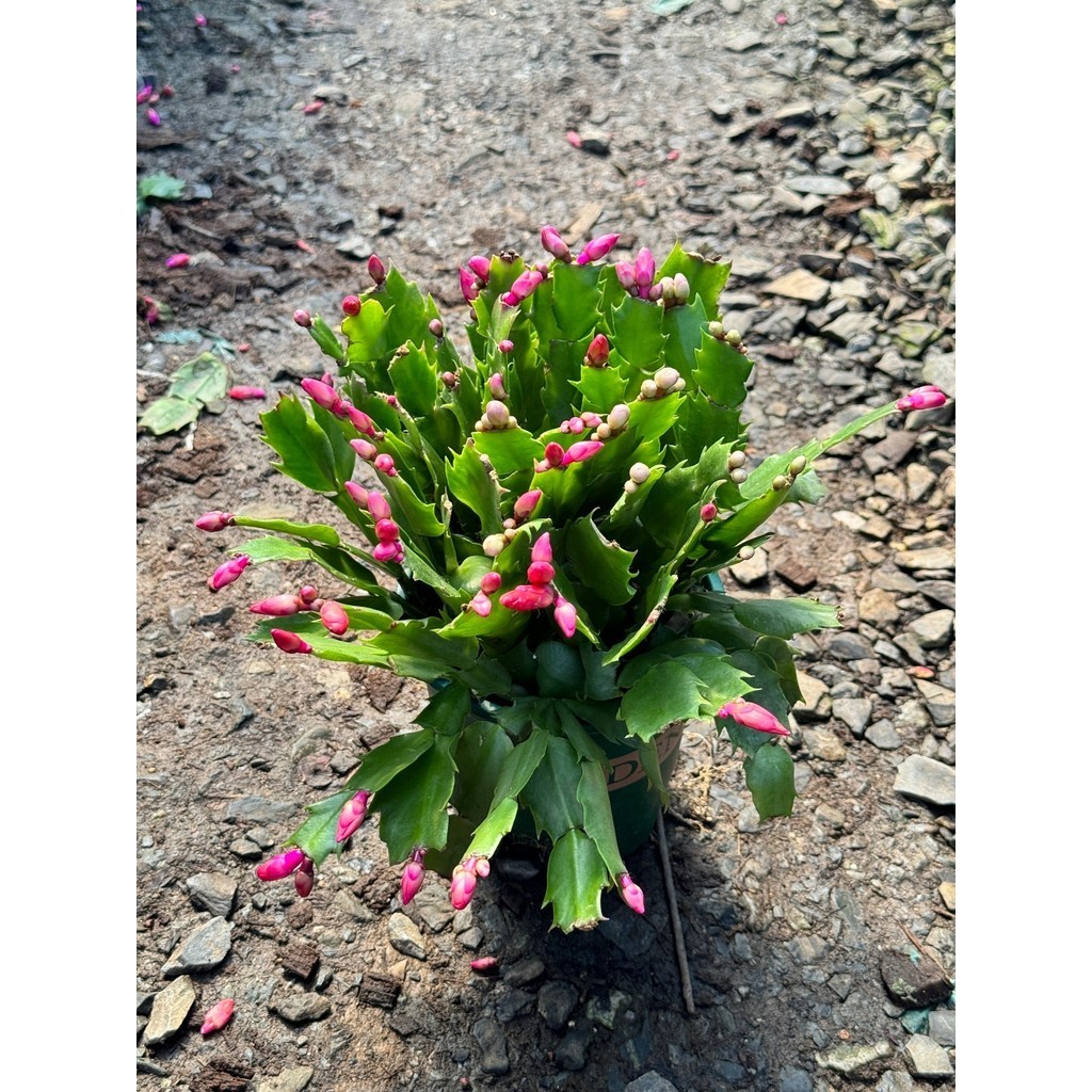 มุมมอง 5