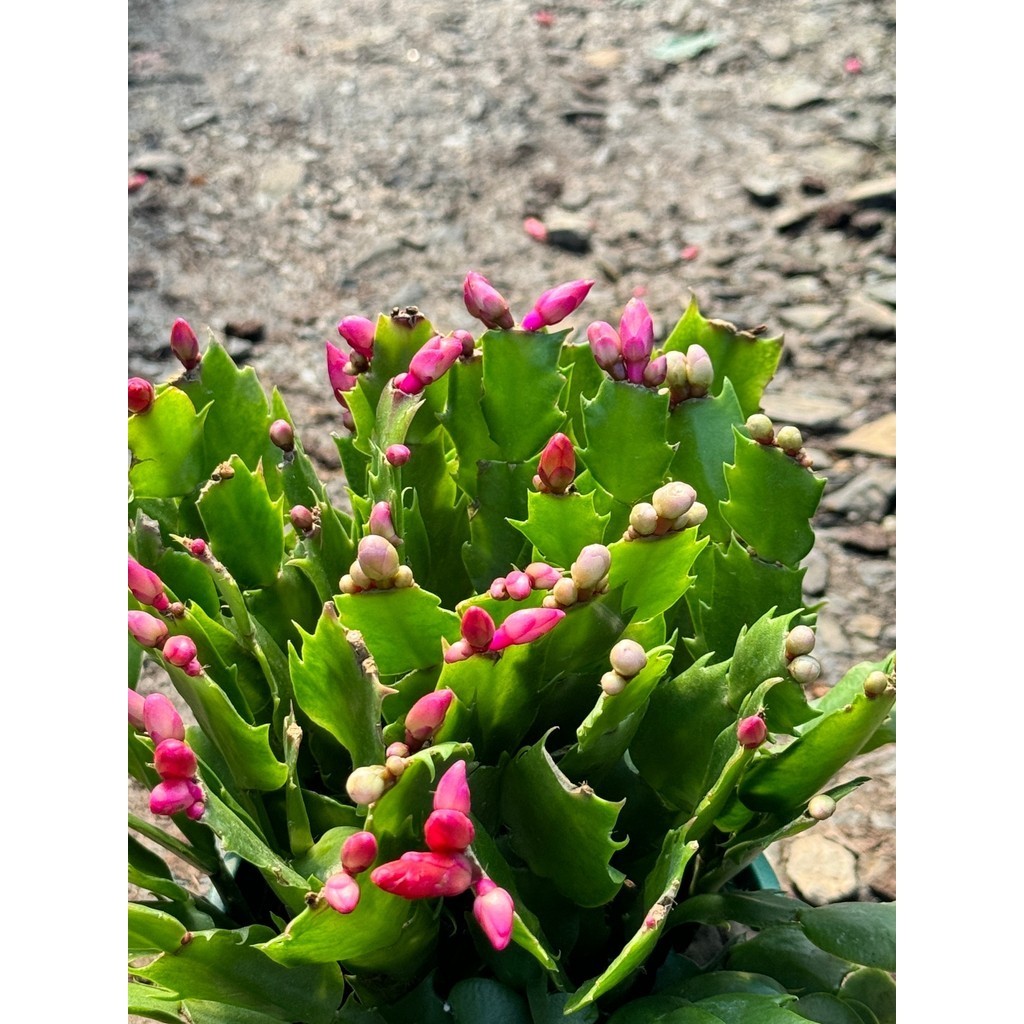 มุมมอง 6