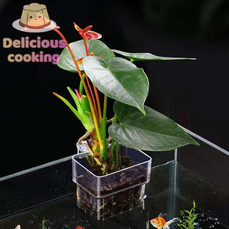 ทําอาหารแสนอร่อย Al Fish Aquarium Water Grass Plang Cup รูปที่ 5