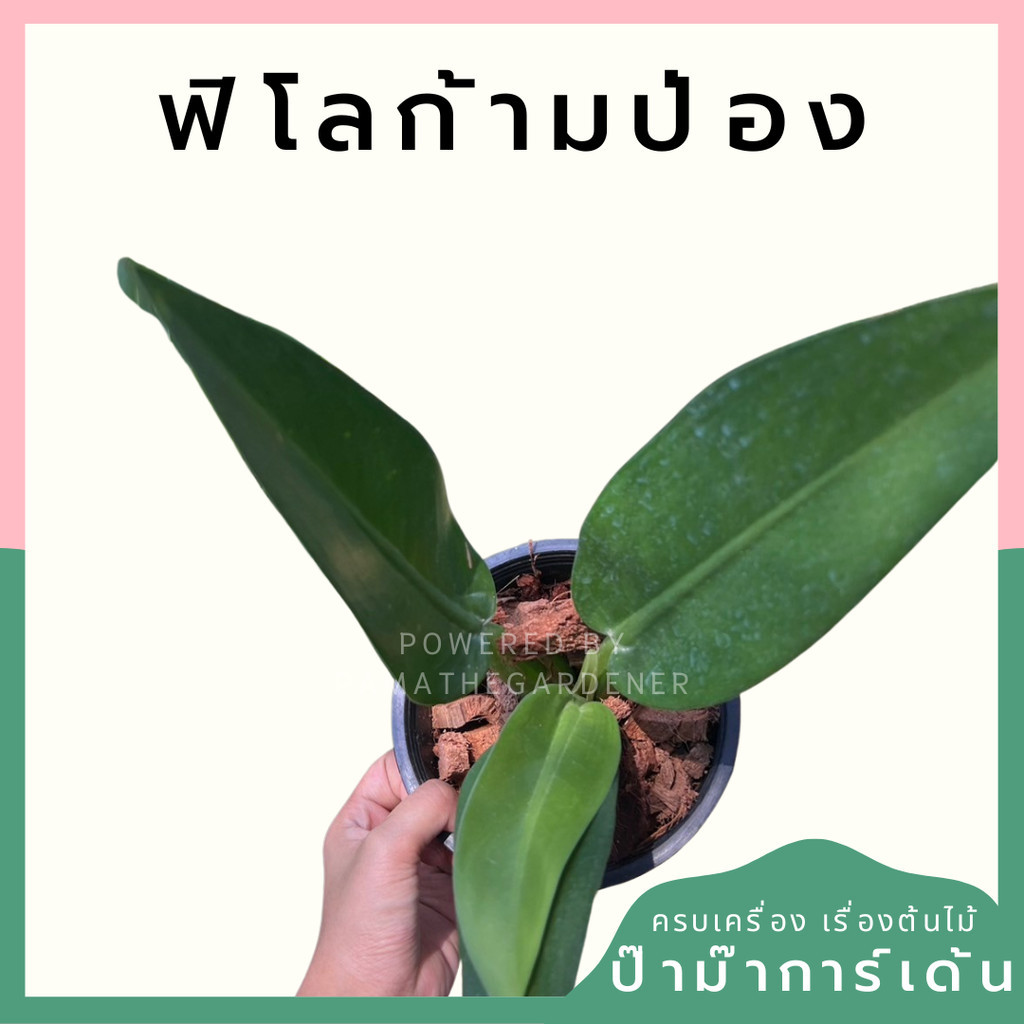 ฟิโลก้านป่อง Philodendron martianum ส่งพร้อมกระถาง 5-6 นิ้ว