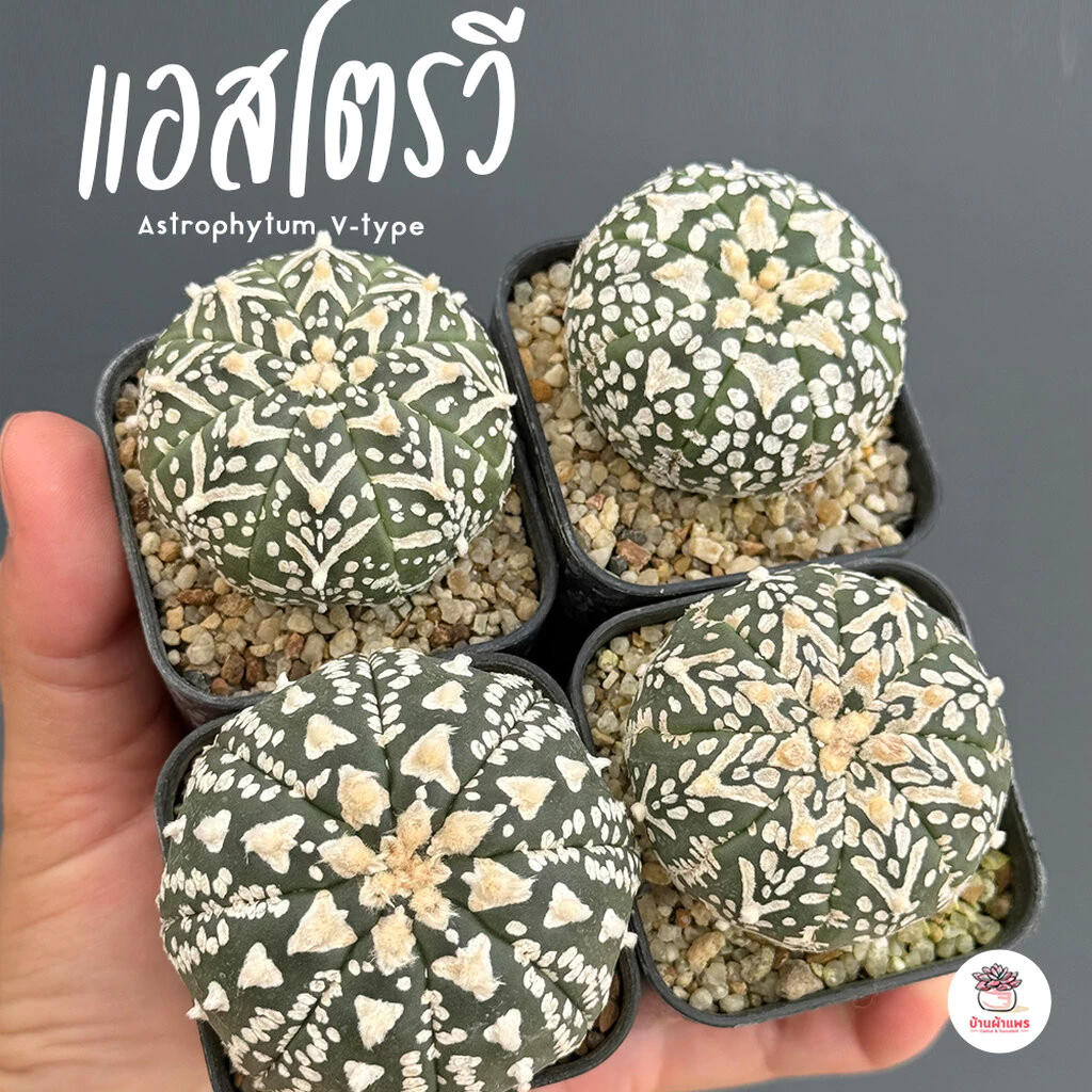แอสโตรวี ไม้เมล็ด Astrophytum V-type แคคตัส กระบองเพชร cactus&succulent