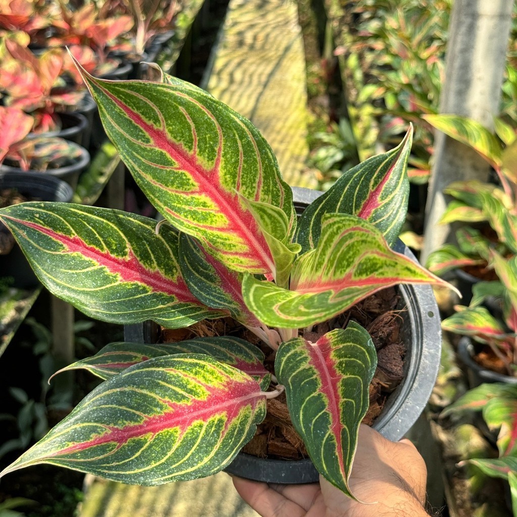 มุมมอง 3