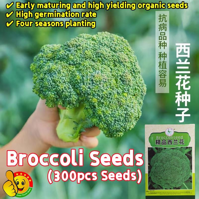 300เมล็ด/ซอง เมล็ดบล็อคโคลี Chinese Broccoli Seeds for Planting Flowering Cabbage Seeds Broccoli Veg