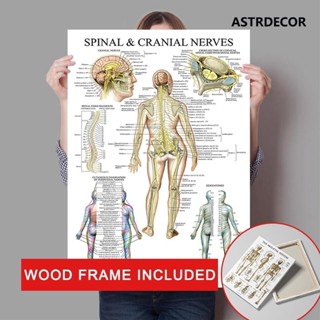 (พร้อมกรอบ) โครงสร้างร่างกาย การศึกษา โปสเตอร์ ชิ้นส่วนร่างก…