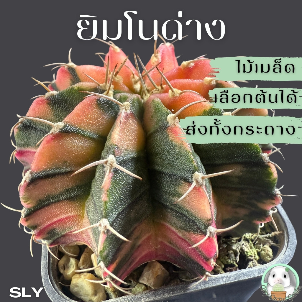 ต้นยิมโนด่าง เลือกต้นได้ LBHBด่าง SET SLY (gymnocalycium) - กระบองเพชร ราคาถูก🌵แคคตัส🌵