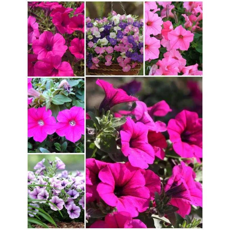 เมล็ด พิทูเนีย Morning Glory Flower Seeds 1000pcs พันธุ์ไม้ดอก ต้นไม้ฟอกอากาศ เมล็ดดอกไม้ ไม้ประดับ 