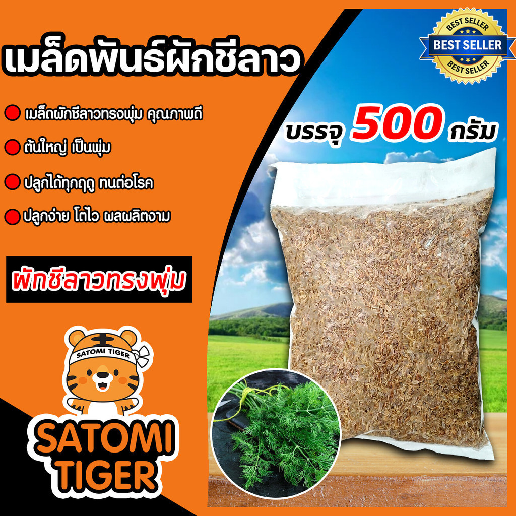 เม็ดผักชีลาว ทรงพุ่ม 500กรัม เมล็ดโตเร็วใบดกสวย กลิ่นหอม ต้นใหญ่สมบูรณ์ ปลูกได้ทุกฤดู คุ้มราคา พร้อมปลูก
