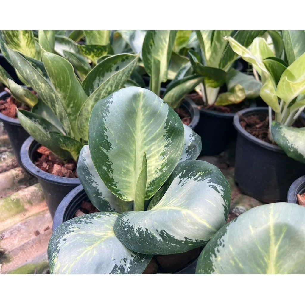 มุมมอง 2