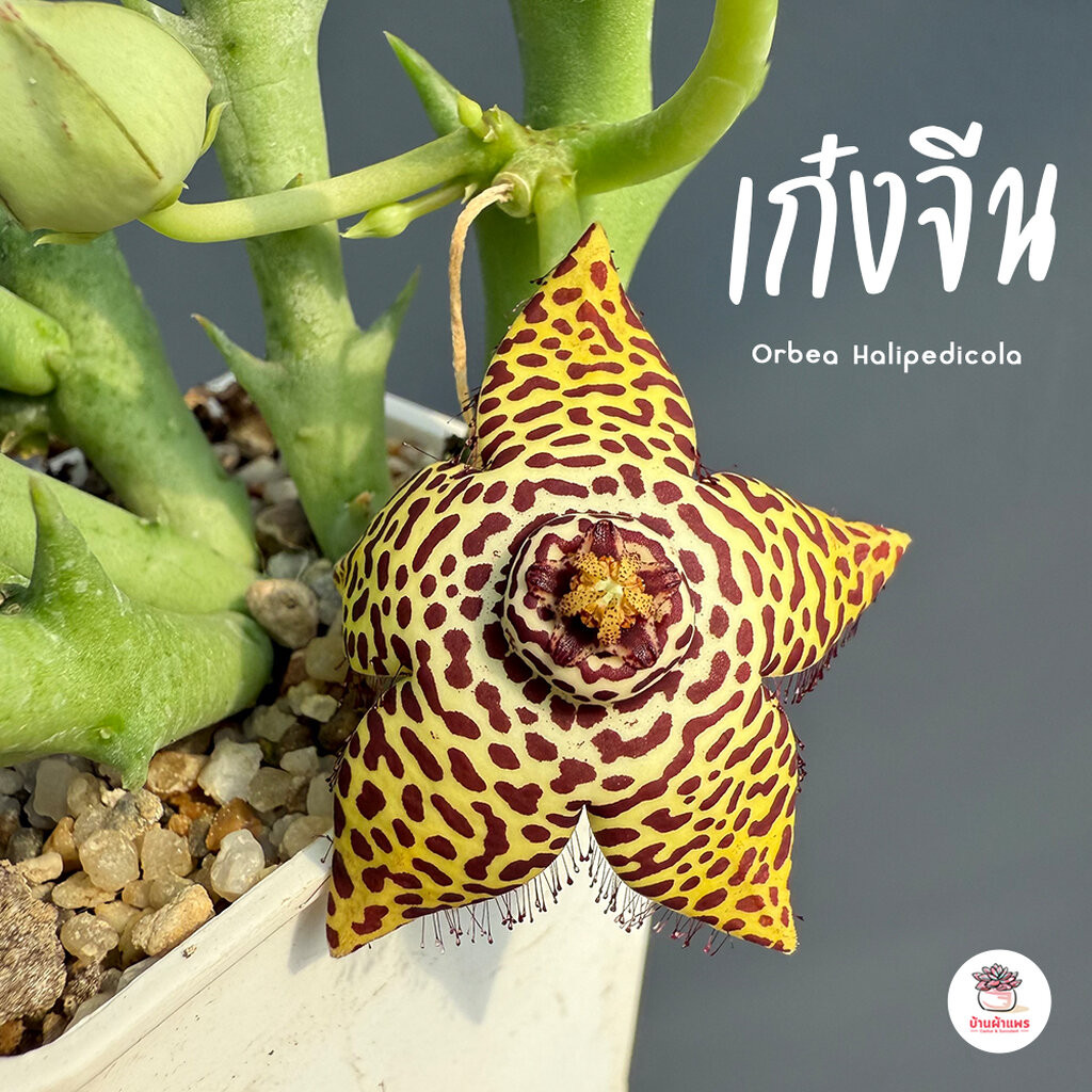 เก๋งจีน Orbea Halipedicola แคคตัส กระบองเพชร cactus&succulent