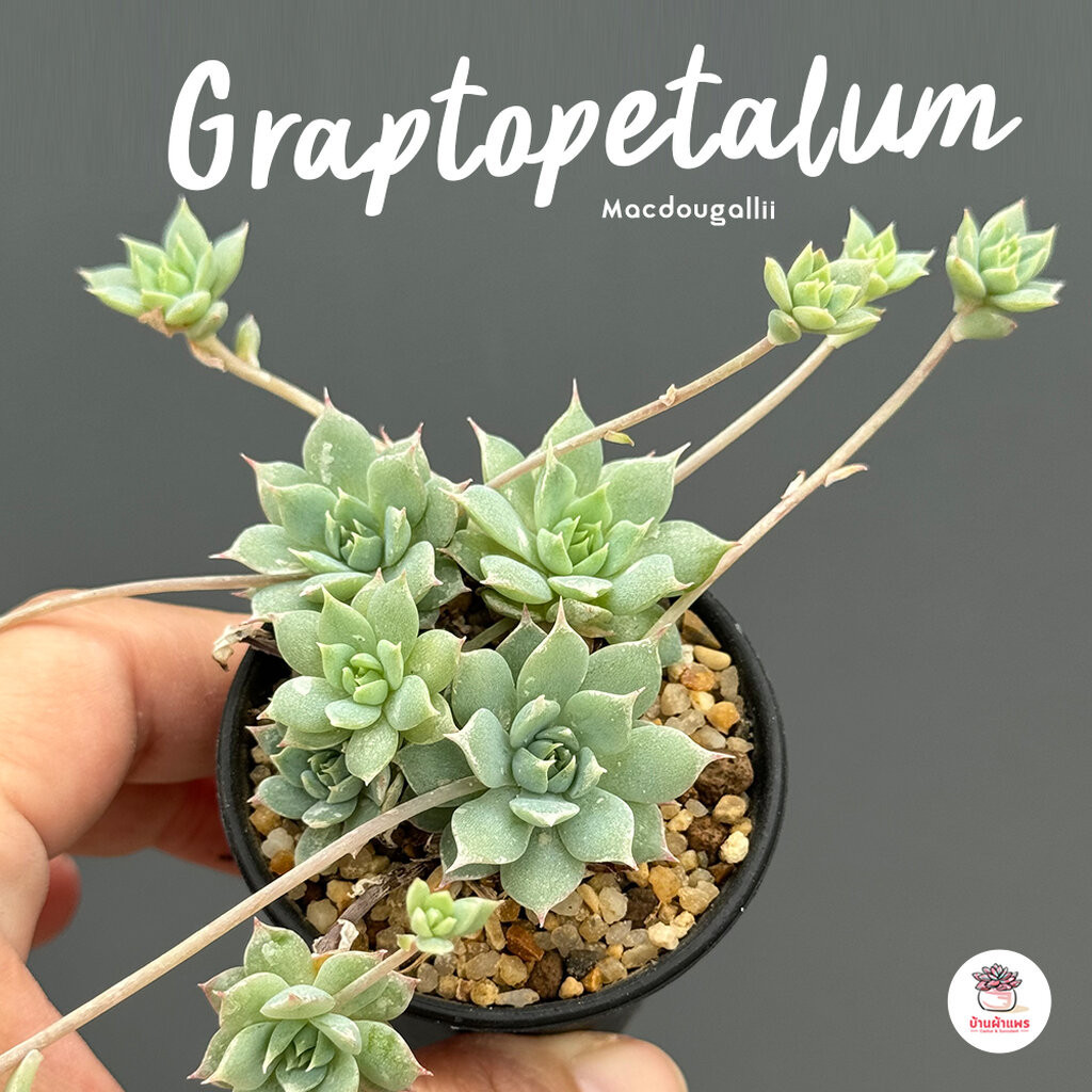 Graptopetalum Macdougallii ไม้อวบน้ำ กุหลาบหิน Cactus&amp;Succulentหลากหลายสายพันธุ์