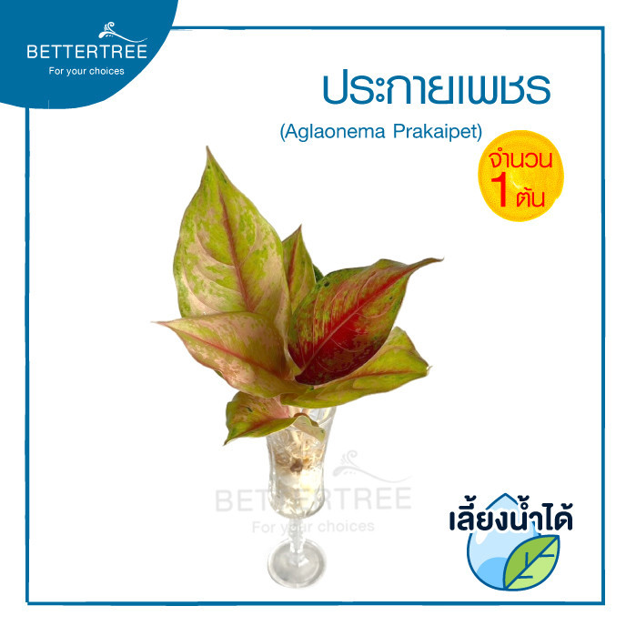 ประกายเพชร (จำนวน 1 ต้น) เลี้ยงน้ำได้ ไม้มงคล ไม้ฟอกากาศ