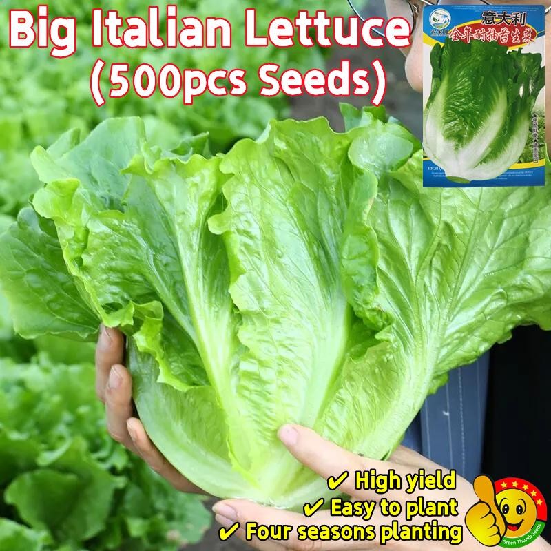 เมล็ดพันธุ์ ผักกาดหอม อิตาลี สีเขียว (500เมล็ด/ซอง) ผักกาดหอมสลัด Rapid Leafy Romaine Lettuce Seeds Vegetable Plants