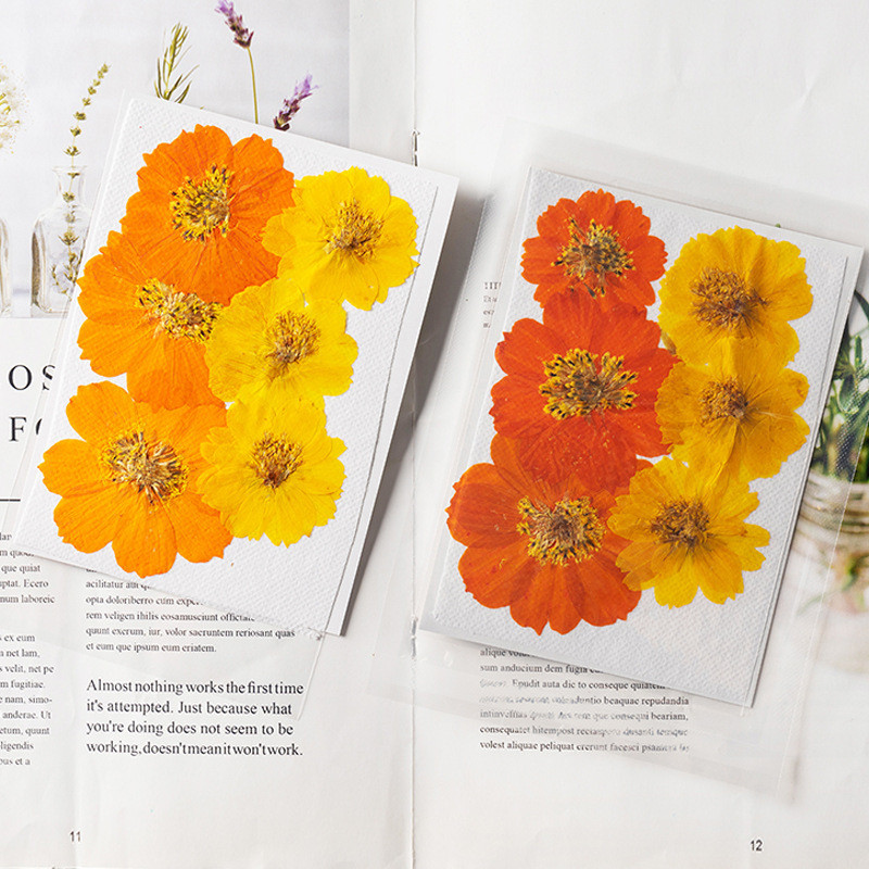 6 ชิ้นดอกเบญจมาศดอกไม้แห้ง DIY การ์ดอวยพรบุ๊คมาร์ค dropper DIY ที่คั่นหนังสือ