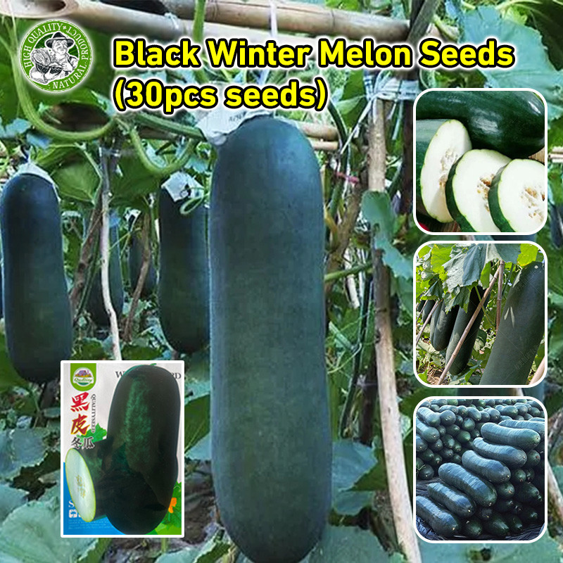 ปลูกง่าย เมล็ดพันธุ์ ฟักดำยักษ์ Super Large Black Winter Melon Seeds Vegetable Seeds for Planting ฟักเขียวเปลือกดำตอปิโด