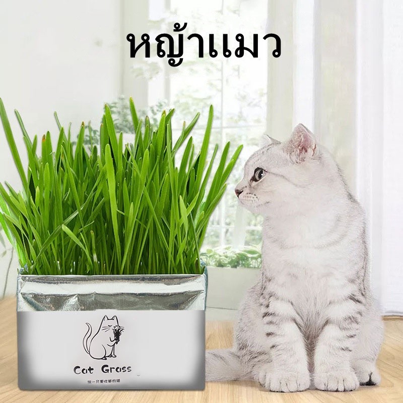กล่องหญ้าแมวง่ายดูดีกล่องหญ้าแมว