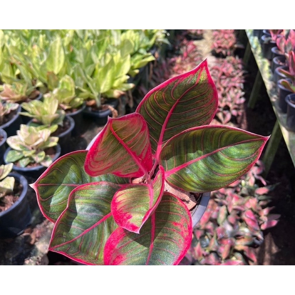 มุมมอง 3