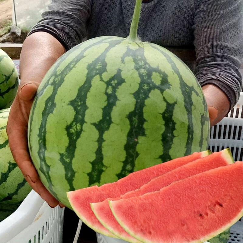 เมล็ดพันธุ์แตงโม เมล็ดแตงโม เนื้อสีแดง หวานสุดๆ บรรจุ 50เมล็ด Watermelon Seed Fruit Seeds เมล็ดพันธุ์ผลไม้ เมล็ดพันธุ์