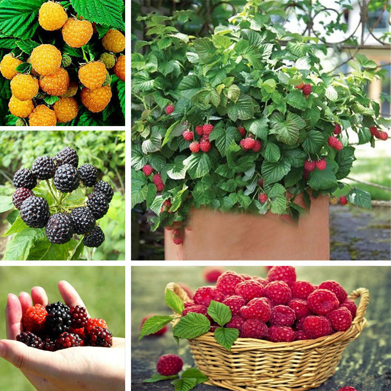 1000 ชิ้น / ถุง Rare Delicious Raspberry Fruit Seeds ราสเบอร์รี่ ต้นไม้ เมล็ดพันธุ์ พันธุ์ไม้ผล plants เมล็ด ต้นผลไม้