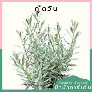 ลาเวนเดอร์  กู๊ดวิน กระถาง 3-8 นิ้ว