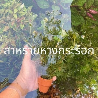 ส่งด่วน - ต้นไม้น้ำ ไม้น้ำตู้ปลา เลี้ยงง่าย ไม่ต้องใช้คาร์บอน