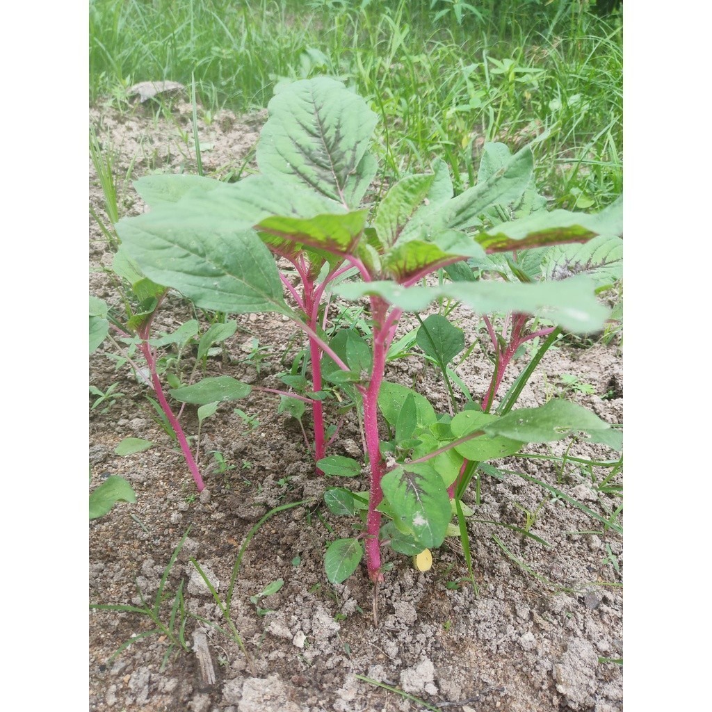 [10แถม1คละได้] ผักโขมชมพู เมล็ดพันธุ์ (Pink Amaranth)​ ปลูกง่าย โตเร็ว 200-500 เมล็ด มีคู่มือการปลูก