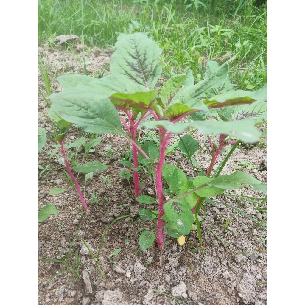 [10แถม1คละได้] ผักโขมชมพู เมล็ดพันธุ์ (Pink Amaranth)​ ปลูกง่าย โตเร็ว 200-500 เมล็ด มีคู่มือการปลูก