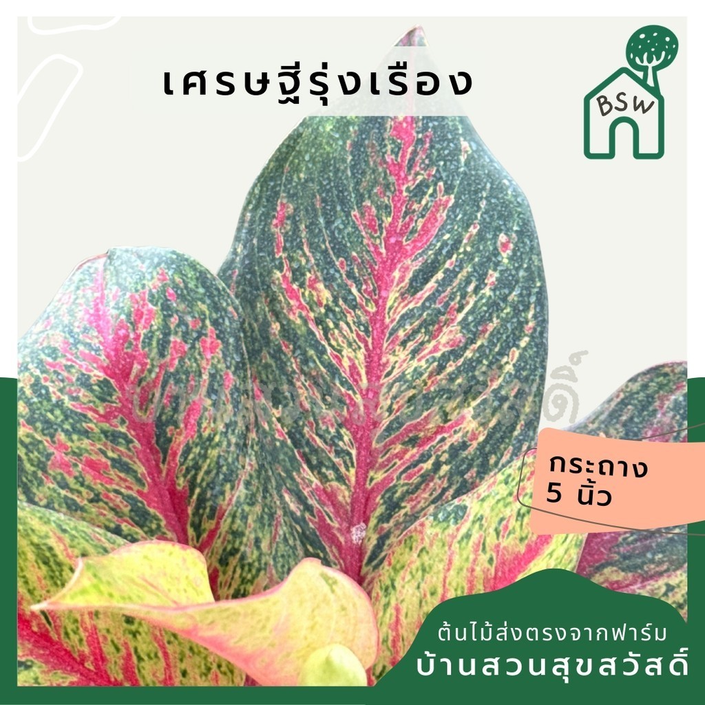 อโกลนีม่า เศรษฐีรุ่งเรือง Aglaonema sp.