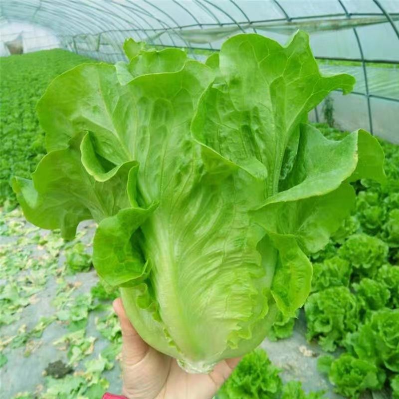 เมล็ดพันธุ์ ผักกาดหอม อิตาลี สีเขียว (500เมล็ด/ซอง) ผักกาดหอมสลัด Rapid Leafy Romaine Lettuce Seeds Vegetable Plants - รูปที่ 2