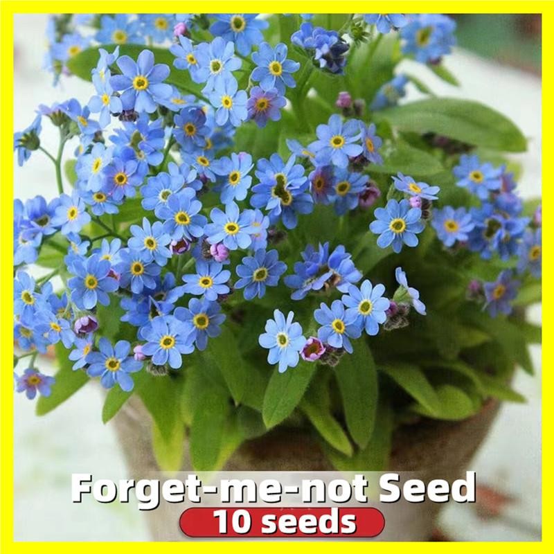 เมล็ดพันธุ์ อย่าลืมฉัน 10 เมล็ด Forget-me-not Seed Blue Flower Seeds เมล็ดดอกไม้ บอนสีสวยๆ ต้นไม้ประดับ ดอกไม้ปลูก ต้นไม