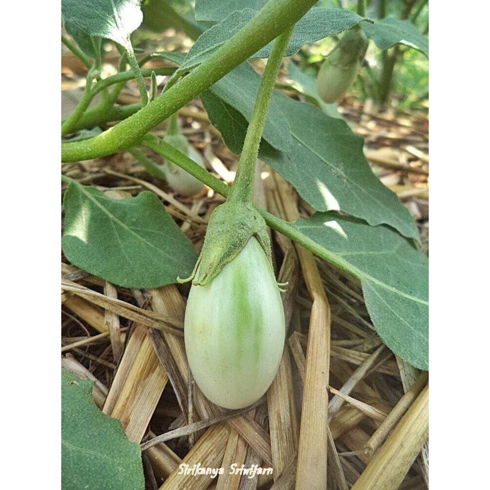 [10 แถม 1 คละได้] เมล็ดพันธุ์ มะเขือไข่เต่าเขียว เมล็ดคัดพิเศษ โตเร็ว ให้ผลผลิตดี 200 เมล็ด มีคู่มือปลูก