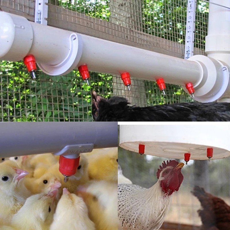 10ชิ้นอัตโนมัติไก่ดื่มจุกนมเชื่อมต่อ