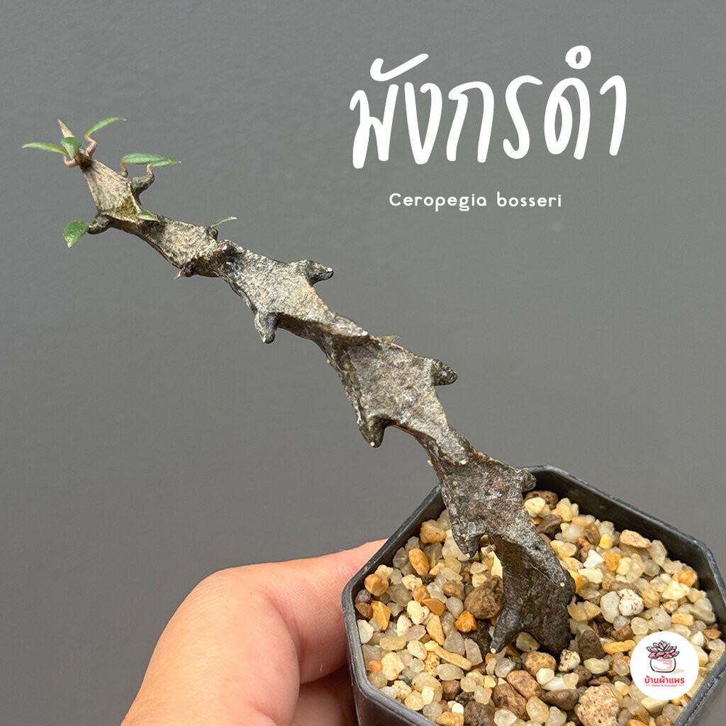 มังกรดำ Ceropegia bosseri แคคตัส กระบองเพชร cactus&succulent