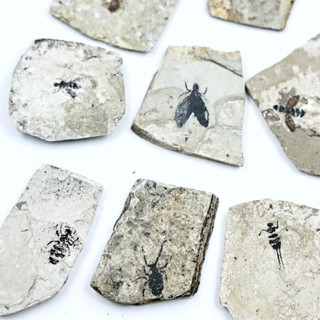 หินโบราณฟอสซิลแมลงธรรมชาติยอดนิยมวิทยาศาสตร ์ การสอน Aids ขอ…