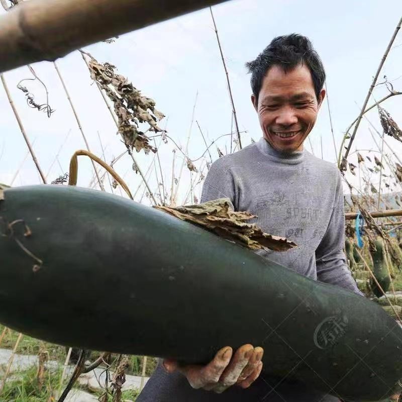 30 เมล็ด เมล็ดพันธุ์ ฟักดำยักษ์ Large Black Winter Melon Seeds Vegetable Seeds ฟักเขียวเปลือกดำตอปิโด ผักออร์แกนิก Plant - รูปที่ 4
