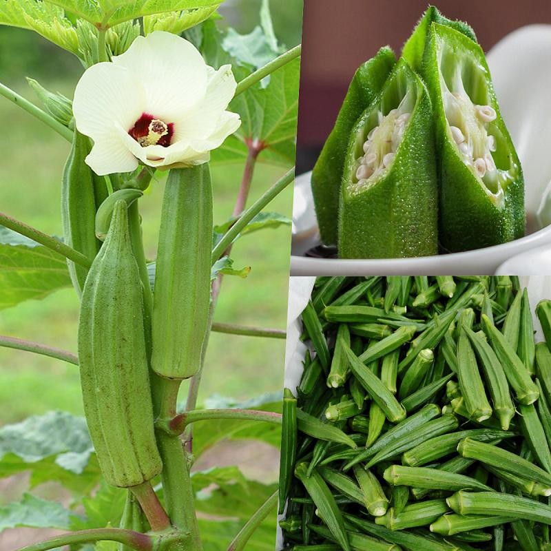 เมล็ดพันธุ์ ผักกระเจี๊ยบ บรรจุ 60เมล็ด Smooth Green Okra Seeds for Planting เมล็ดกระเจี๊ยบ เมล็ดพันธุ์ผัก เมล็ดบอนสี