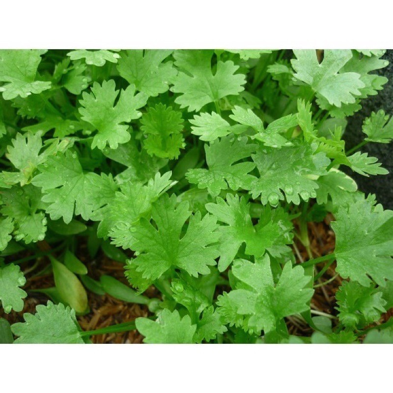 [10เเถม1คละได้] เมล็ดผักชี 5-10 กรัม คัดพิเศษ มีคู่มือปลูก