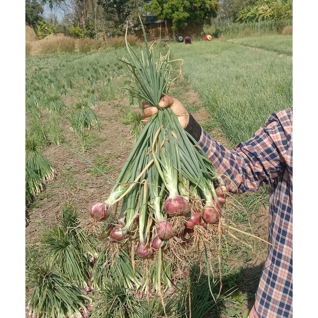 [10แถม1คละได้ ] พันธุ์หัวหอมศรีสะเกษ หอมแดง สำหรับปลูก สวยแบบไม่ตัดจุก มีคู่มือการปลูก - รูปที่ 7