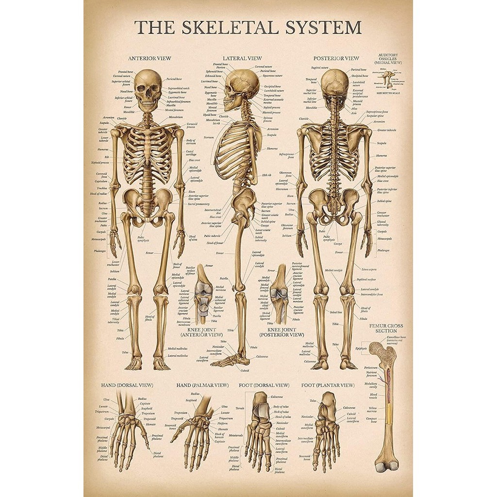 Vintage Skeletal System Anatomical Chart Human Skeleton Anatomy Poster LAMINATED