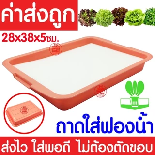 *โค้ดส่งฟรี* ถาดใส่ฟองน้ำ เพาะเมล็ด ถาดเพาะเมล็ดไม่มีรู ถาดเพาะกล้า ปลูกผักไฮโดรโปนิกส์ ถาดเพราะ ฟองน้ำ