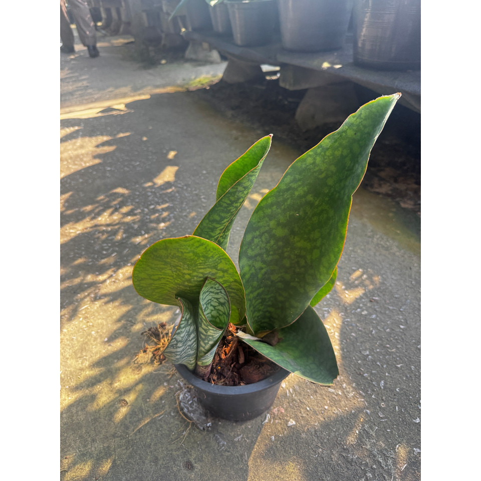 มุมมอง 2