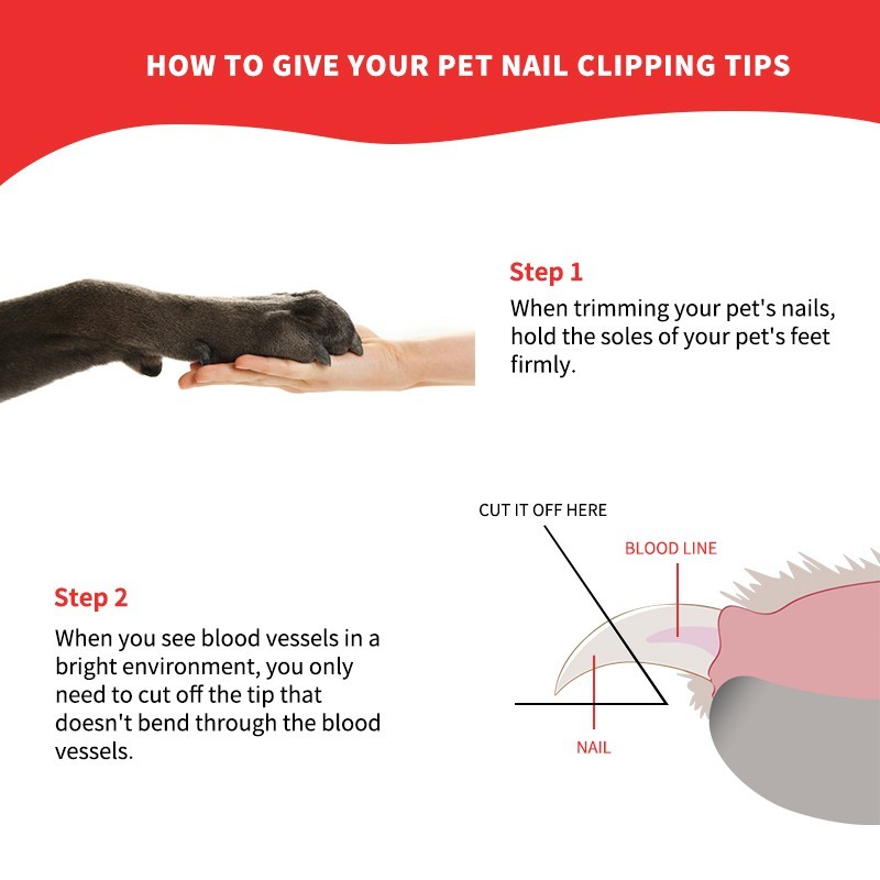 Pettie Daily เพ็ทตี้เดลี่ เฉือน กรรไกรตัดเล็บแมว กรรไกรตัดเล็บสแตนเลสสุนัข & กรรไกรตัดเล็บแมว กรรไกรตัดเล็บสัตว์เลี้ยง ป้องกันการตัดเส้นเลือดของแม - รูปที่ 3