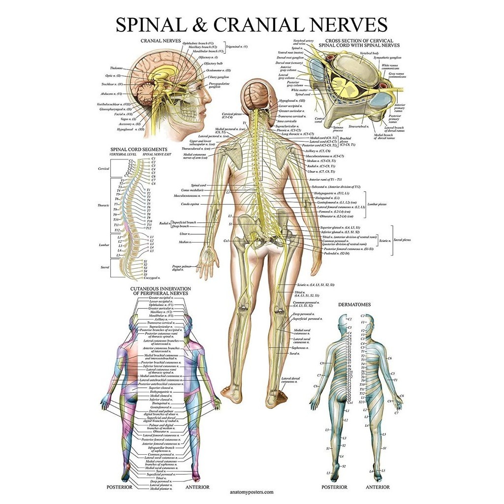 Spinal Nerves Anatomical Chart Spine และ Cranial Nervous System Anatomy Poster พร ้ อม Dermatomes ลา
