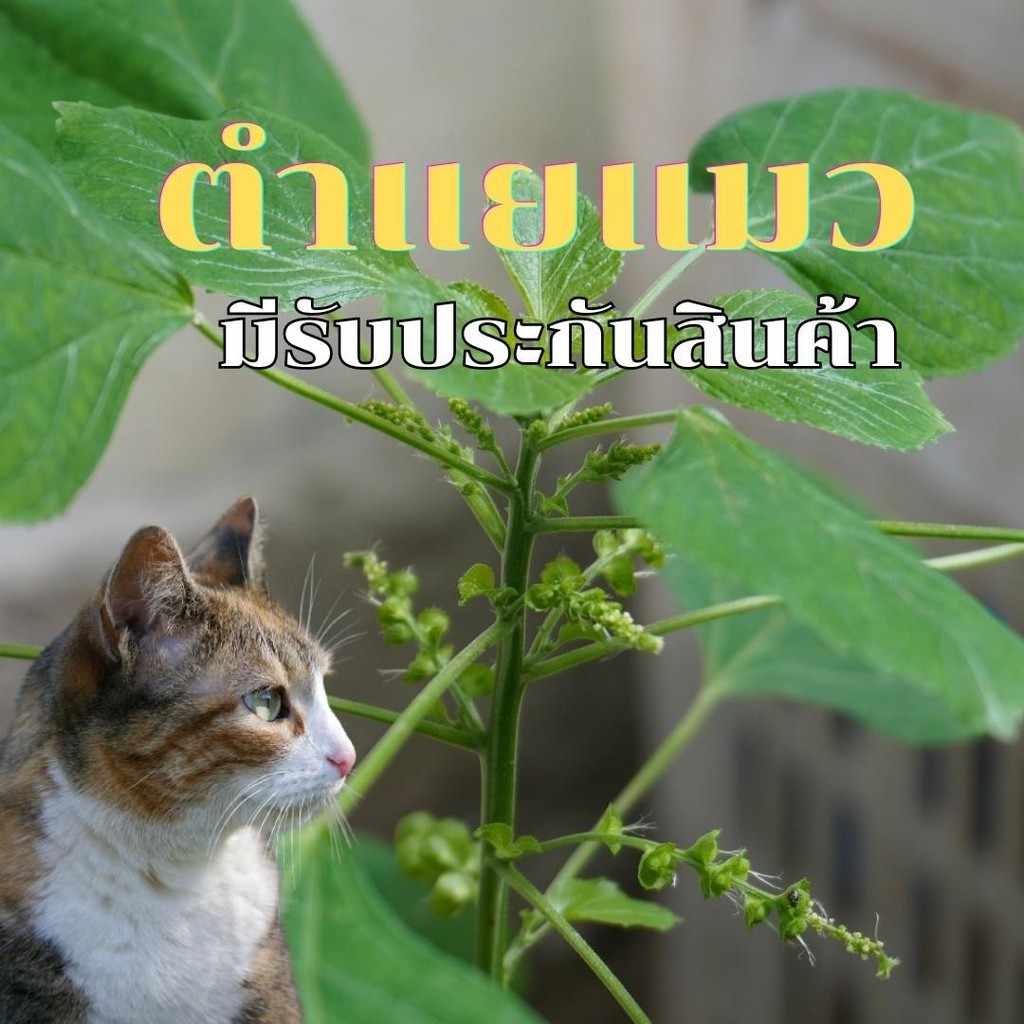 ตำแยแมวตัดสดรากใหญ่เก็บวันต่อวัน จำนวน 10 ราก ราคา ถูกที่สุด ดีลบีเคเค แกลเลอรีภาพที่ 5