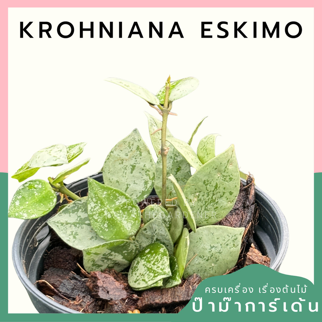 hoya krohniana eskimo silver พร้อมกระถาง 4 นิ้ว